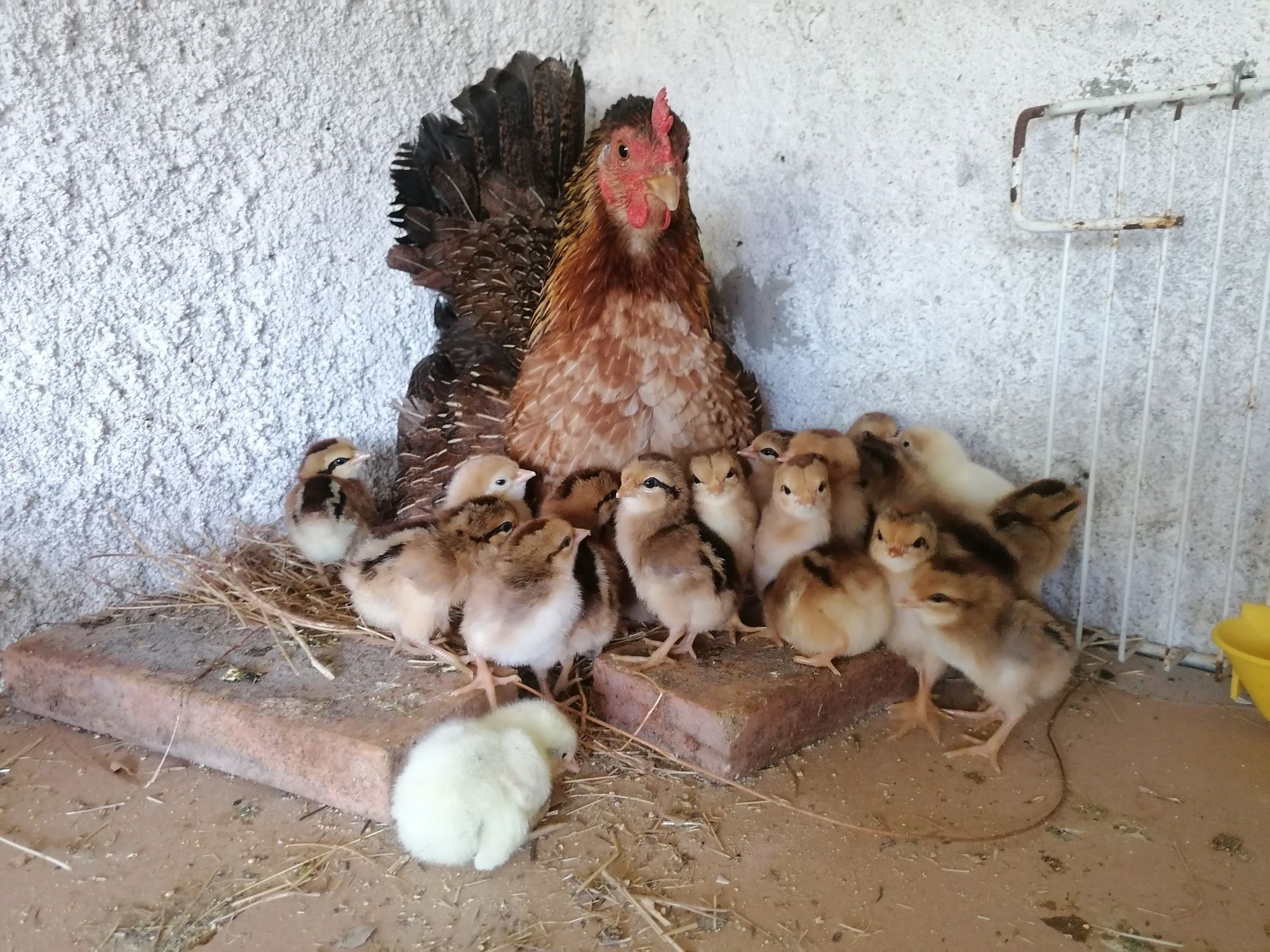 Galo exótico que ri - ayam ketawa