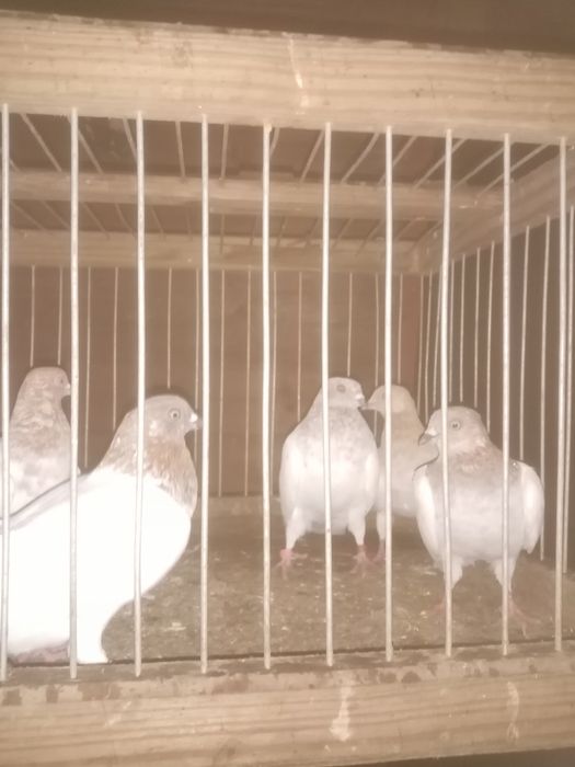 Sprzedam gołębie różne rasy
