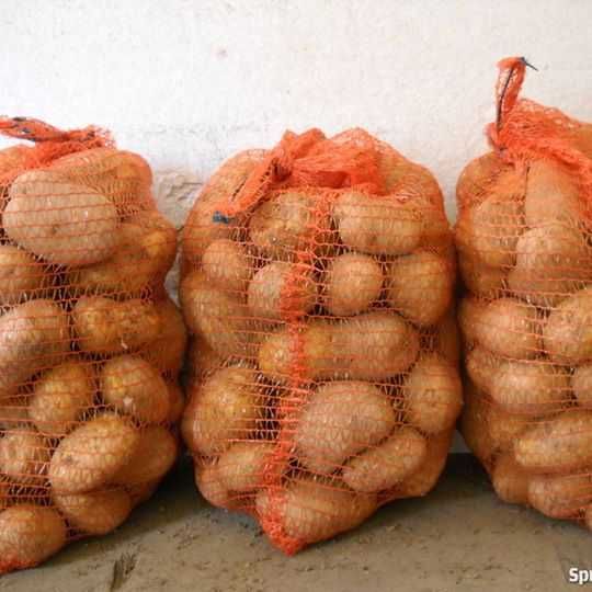 Ziemniaki jadalne TRANSPORT GRATIS