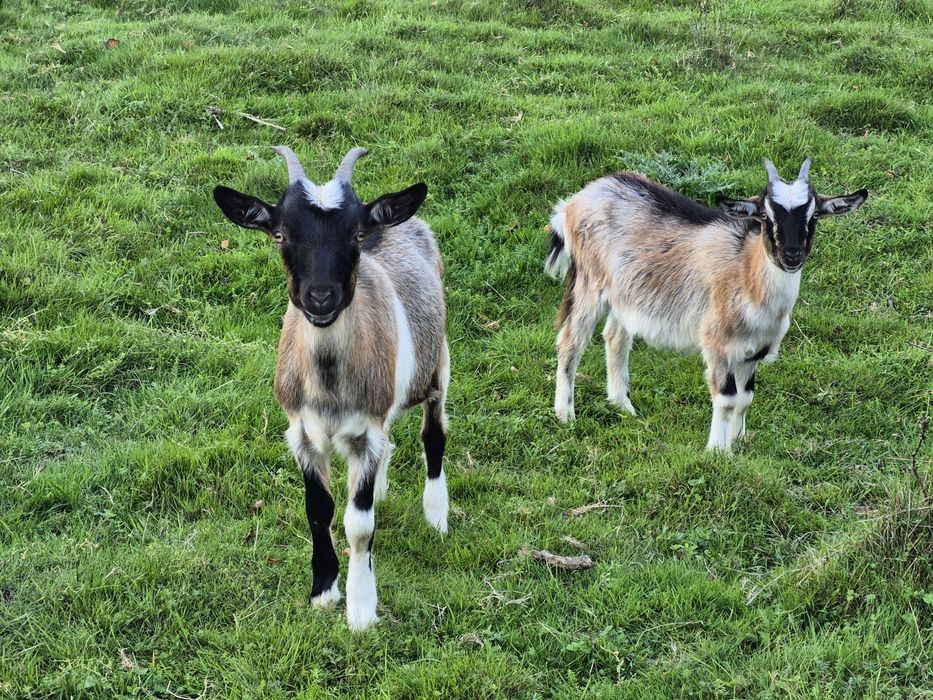 Kozy sprzedam - 2szt.