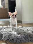 Chihuahua, chłopczyk