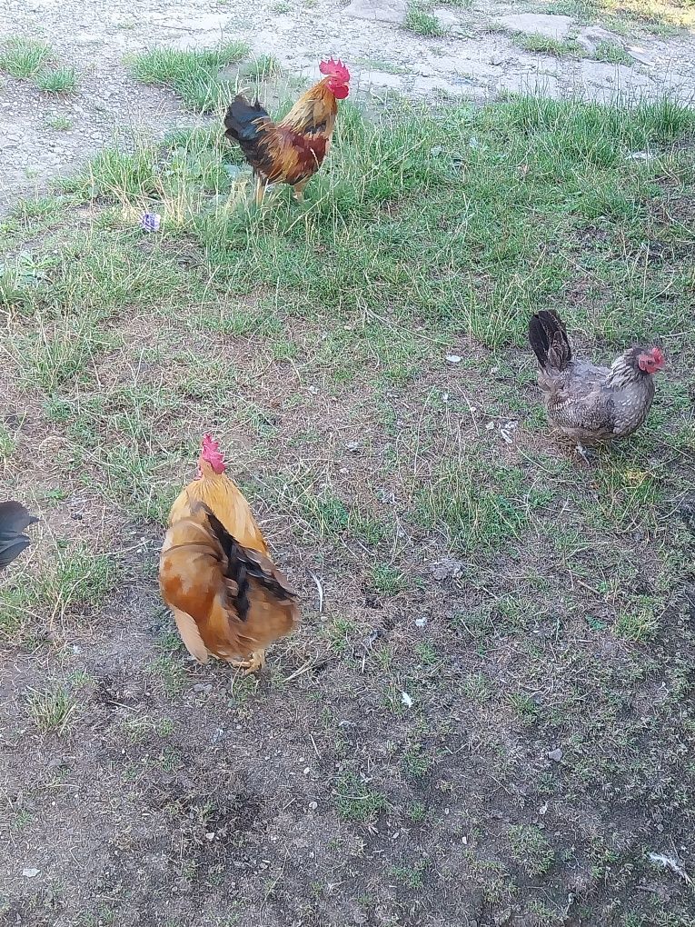 Kury liliputy,kurczaki,koguty ,kwoki