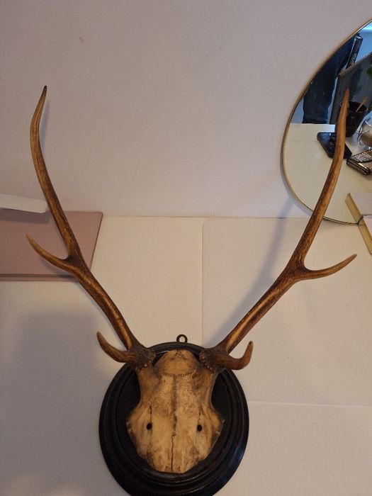 trofea poroży, obrazy, zabytkowy młynek do kawy