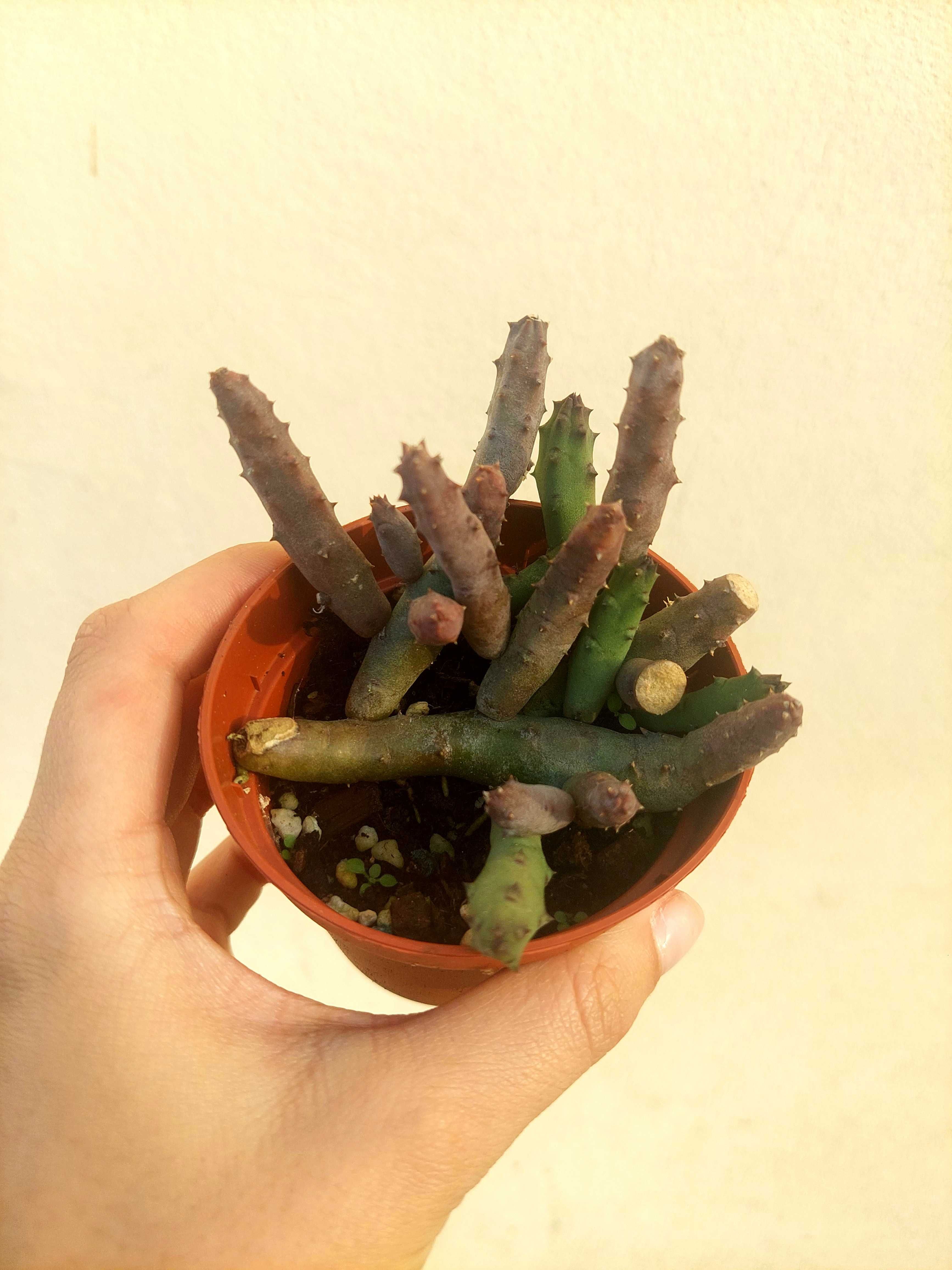 Planta Cato Huernia