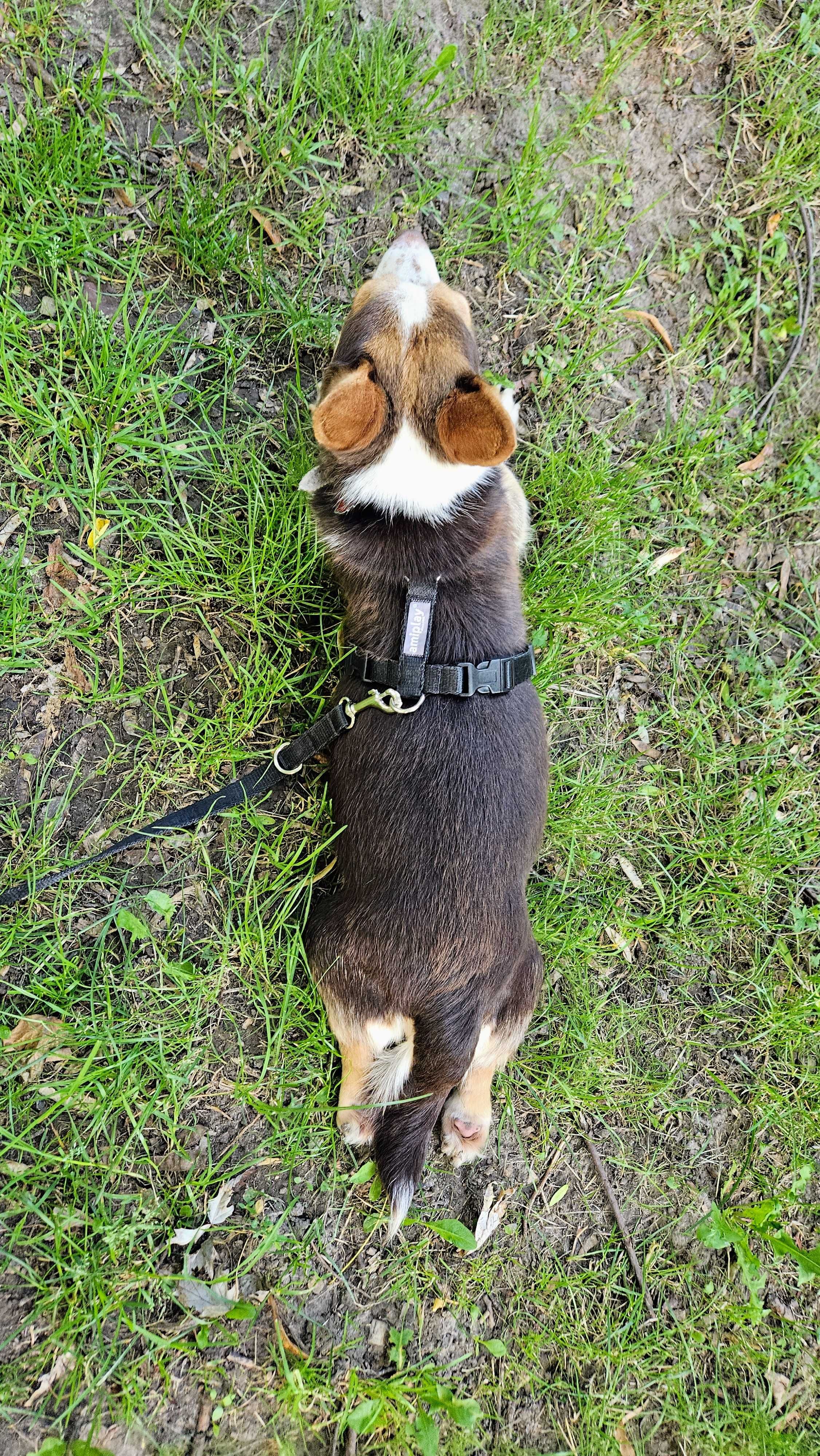 2 lata suczka w typie corgi do adopcji