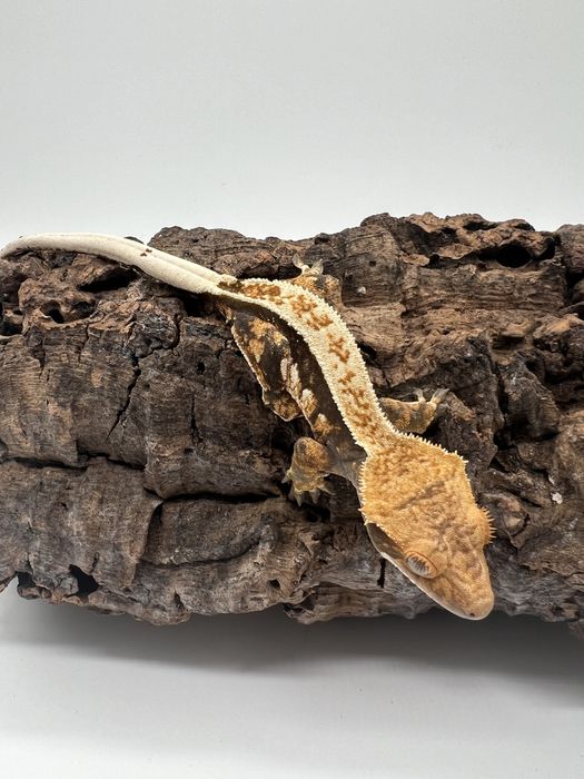 Gekon orzesiony, gekony orzesione wraz z kompletna wyprawka