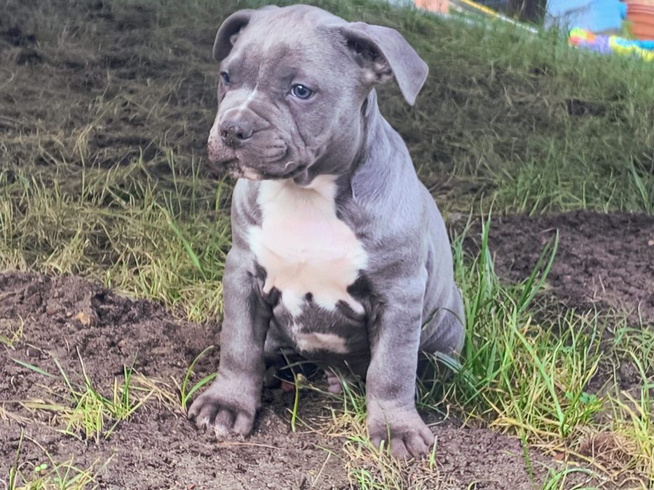 Blue Stafford terrier american amstaff gotowy do odbioru
