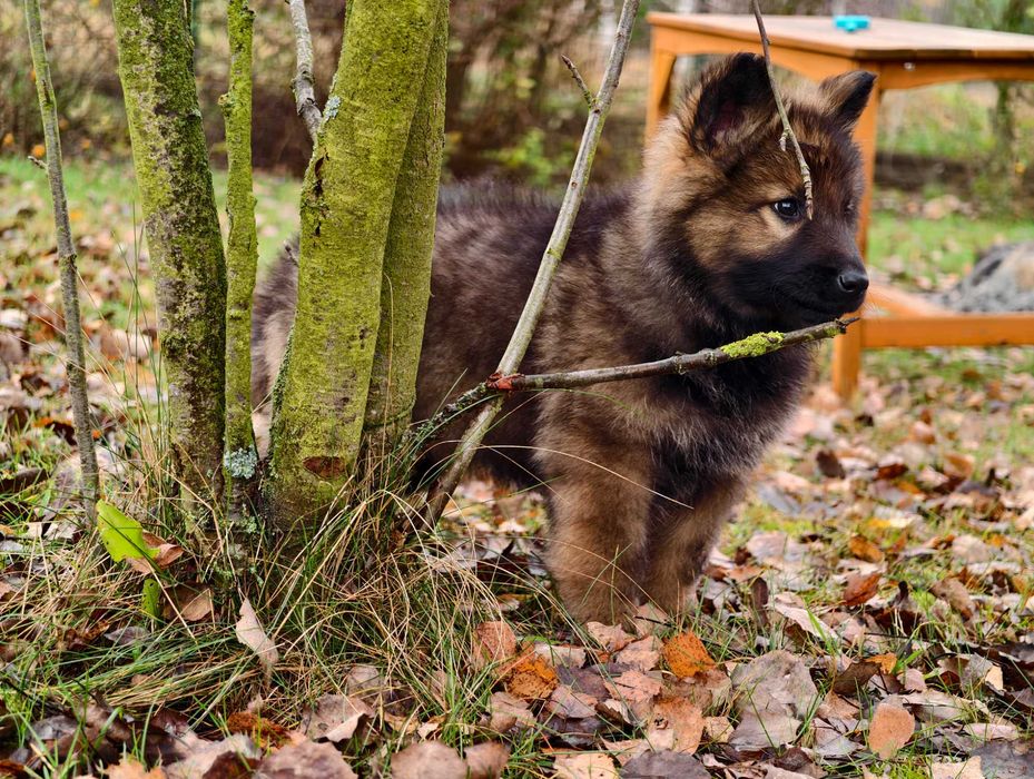 Mocna Wilczasta suczka! OWCZAREK STARONIEMIECKI Gotowa do zmiany domu!