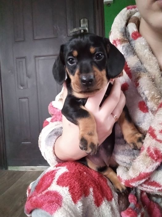 Такса, щенок таксята  девочка  ,