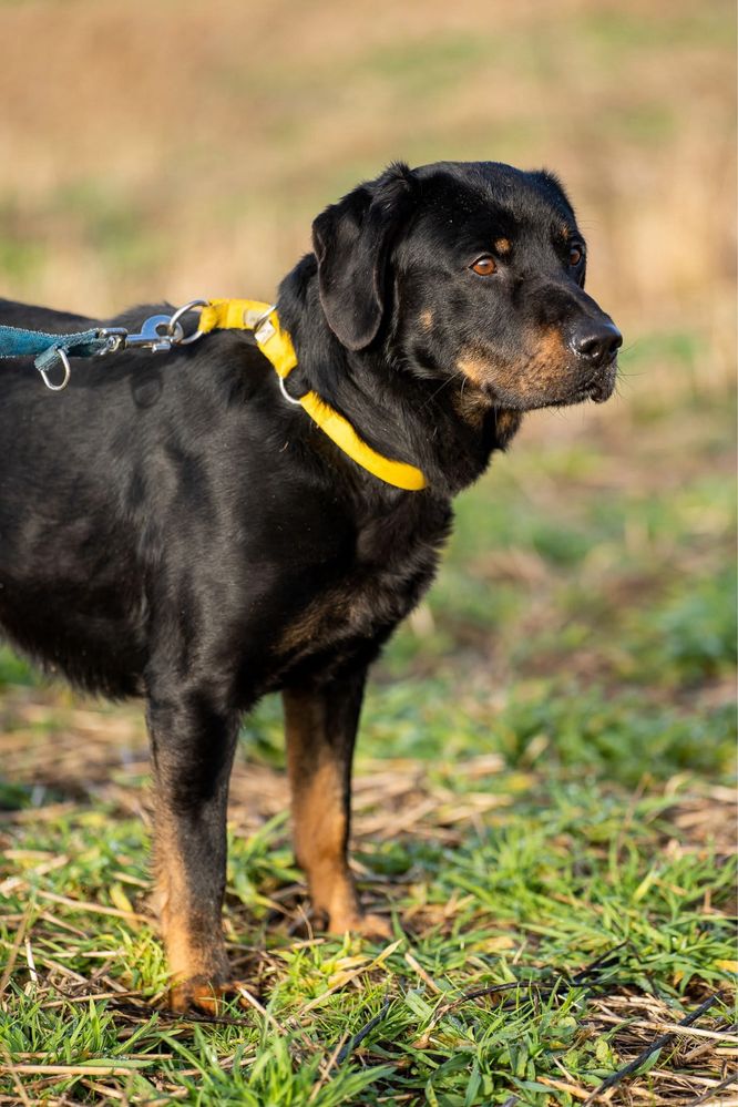 Karmel, młody pies w typie: gończy ale z charakteru labrador, retriver