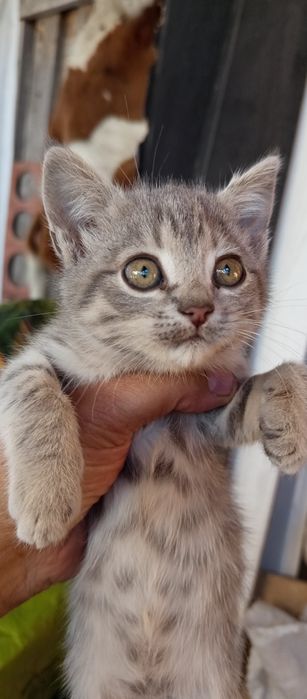 Отдам в добрые руки Бесплатно котят.