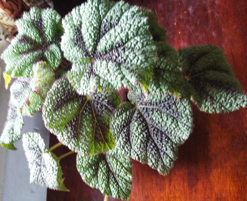 Бегонии. Сорт Masonina Mountain. Подростки