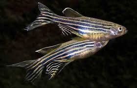 Даніо GloFish (глофіш) Данио Гло