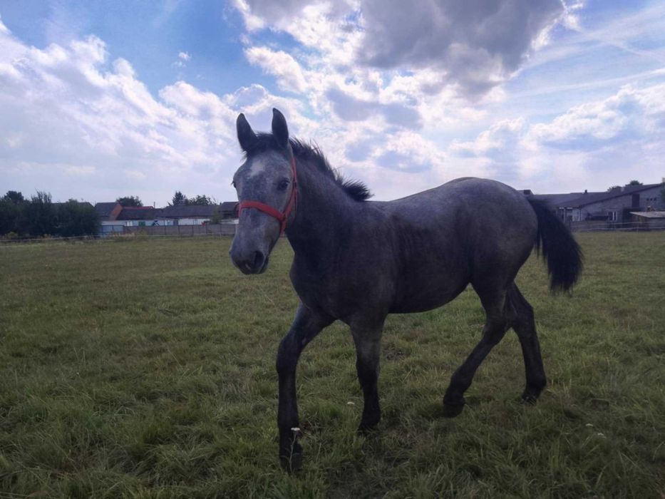 sprzedam ogiera, klacz księga główna, odsadki
