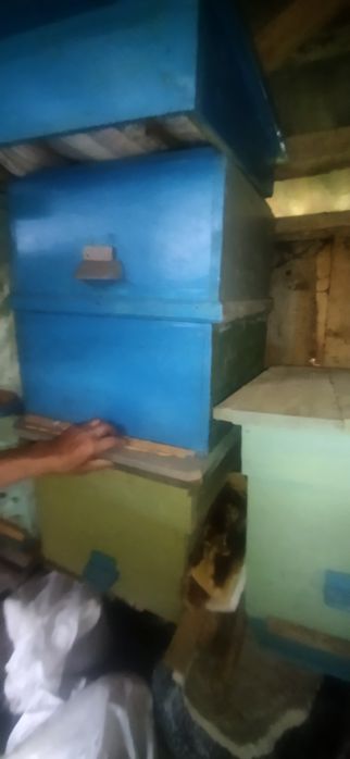 Вулик, пасіка продам