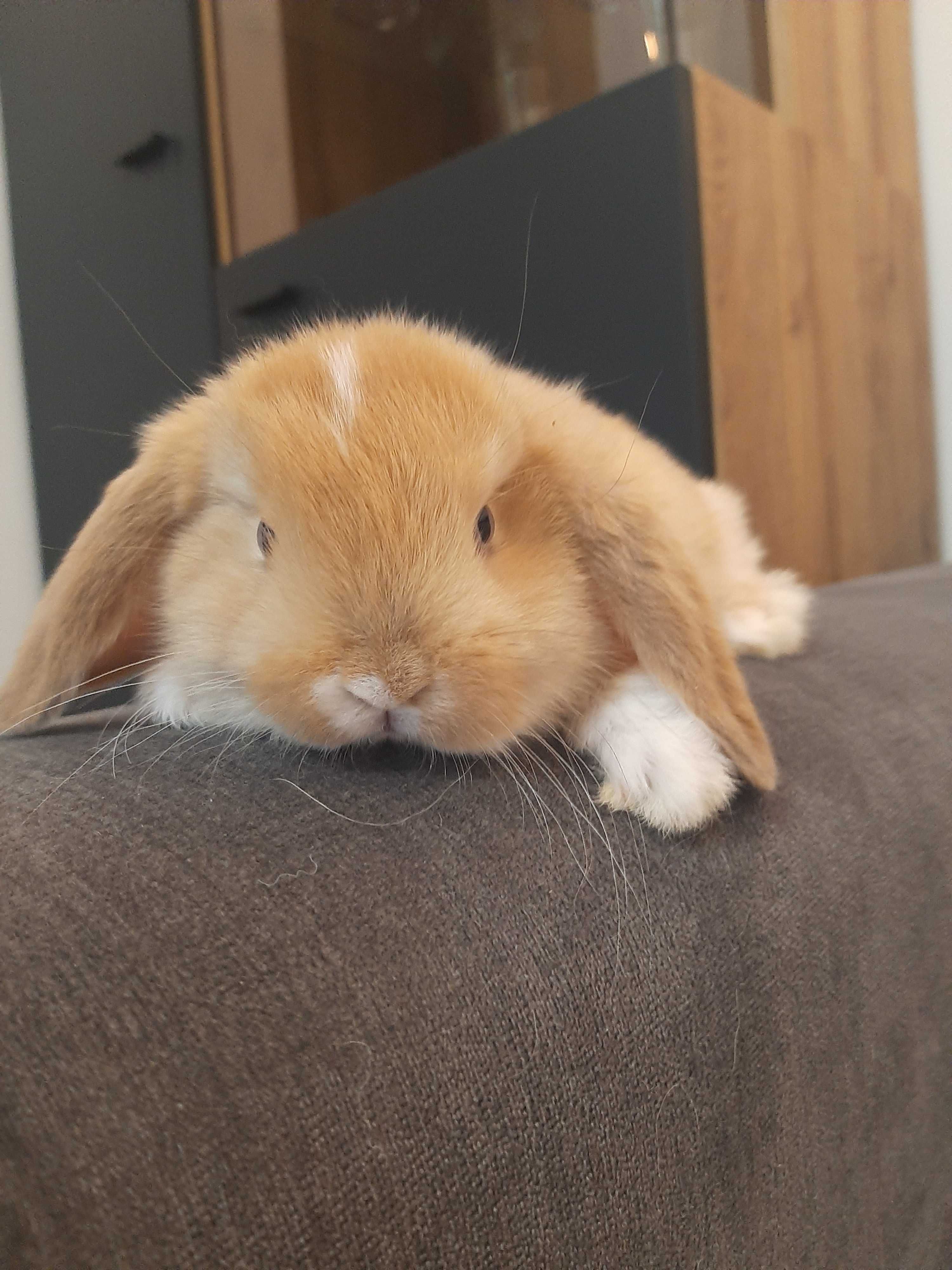 Króliki baranek  miniaturka  mini lop cena tylko dzisiaj