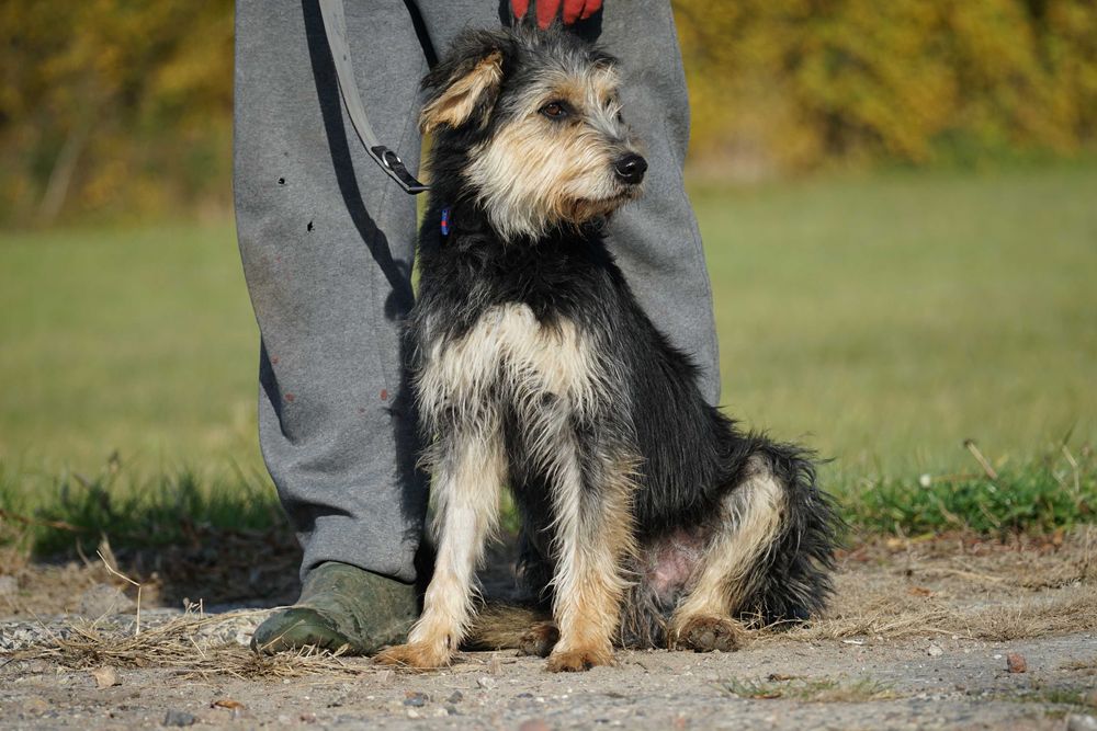 Hektor - przepiękny pies z włosem szuka domu