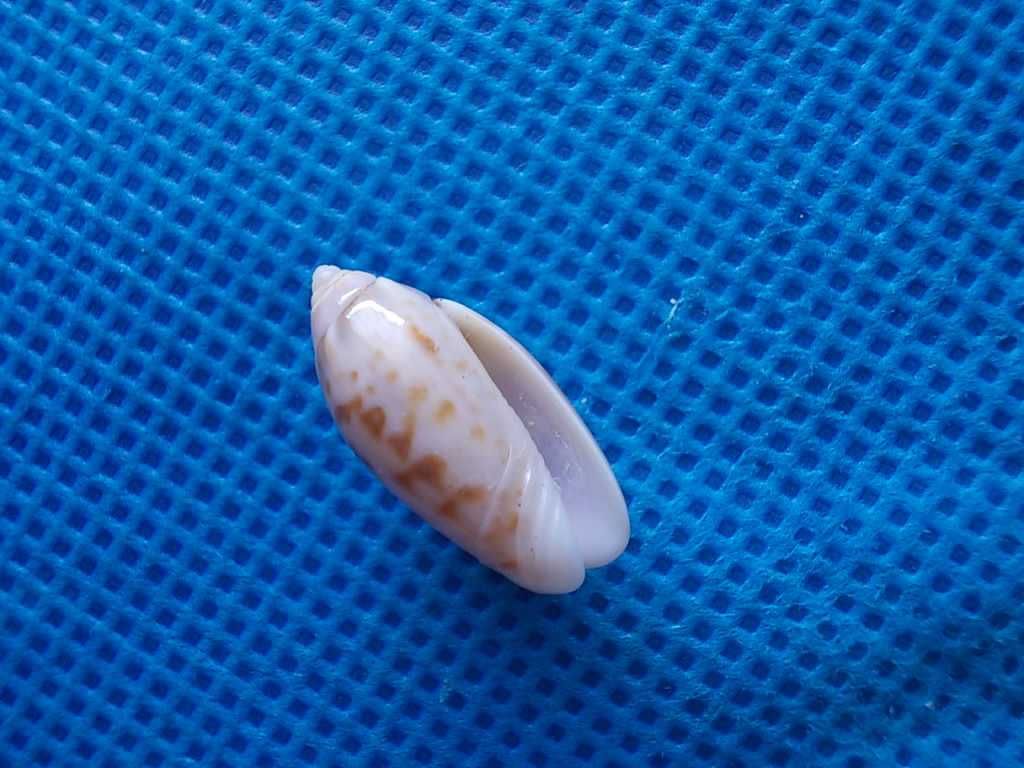 Muszle morskie- Oliva kaleontina