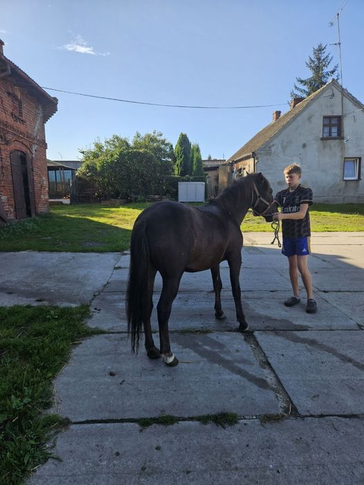 sprzedam ciemnego  kasztana