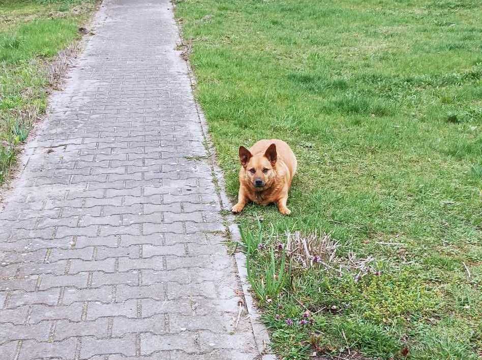 Suczka ruda mała młoda niewielka wysterylizowana + buda GRATIS