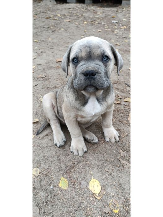 Szczenię Cane Corso szczeniak pies