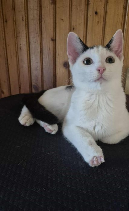 Wyjątkowy mały kotek