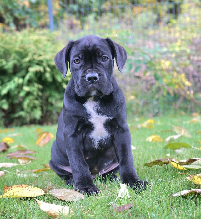 Szczeniak Cane Corso ZKwP (FCI)