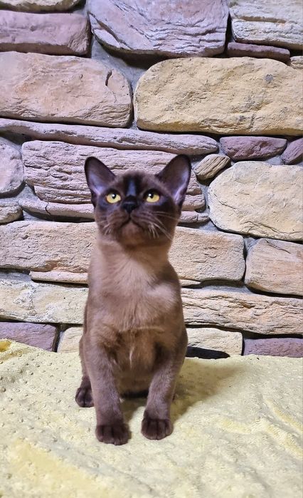 Котята Европейская Бурма с регистрацией клуба