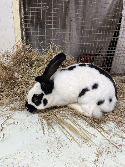 Macho borboleta frances puro (top futuro reprodutor )