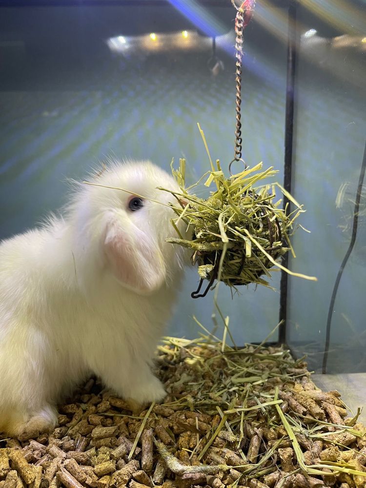 Coelhos Anões Mini Lop Belier - LOJA!!