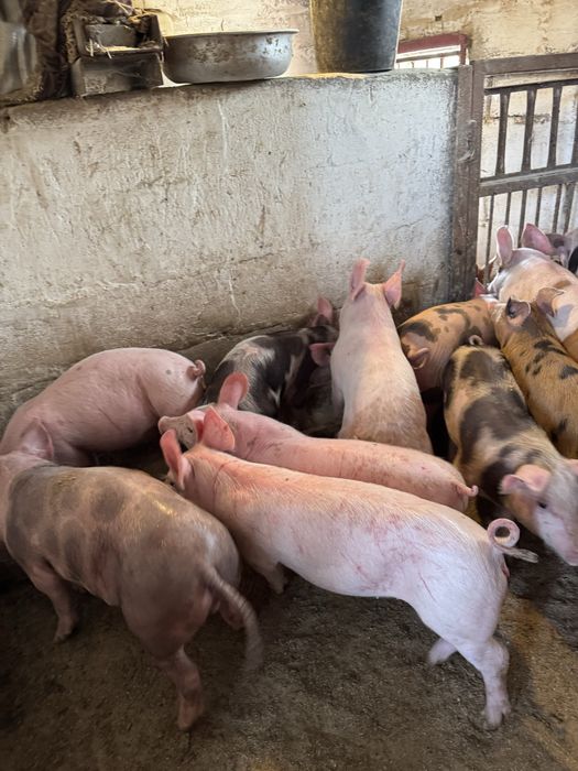 Продам мʼясних поросят