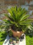 Cica sem vaso (Planta de jardim)