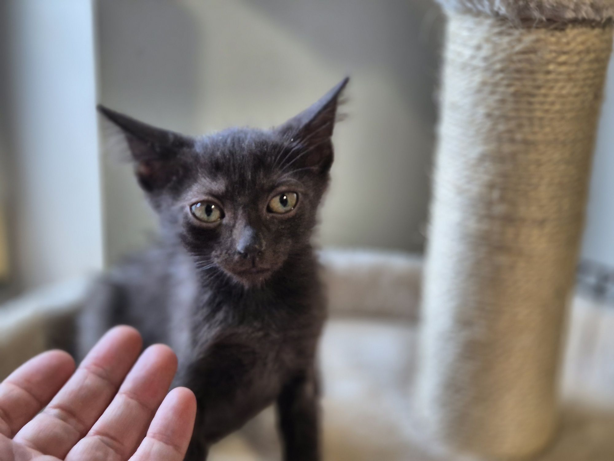 Apsik, Gburek i Nieśmialek-trzy magiczne maluszki do adopcji.