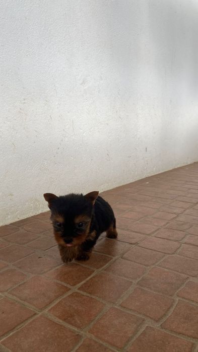 Yorkshire ( macho miniatura)