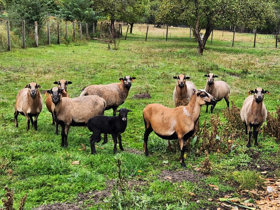 Sprzedam Owce kameruńskie