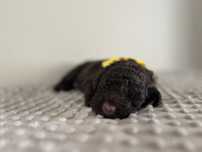 Suczka Lagotto Romagnolo FCi