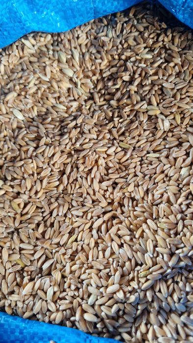 Samopsza,Orkisz,Płaskurka jara