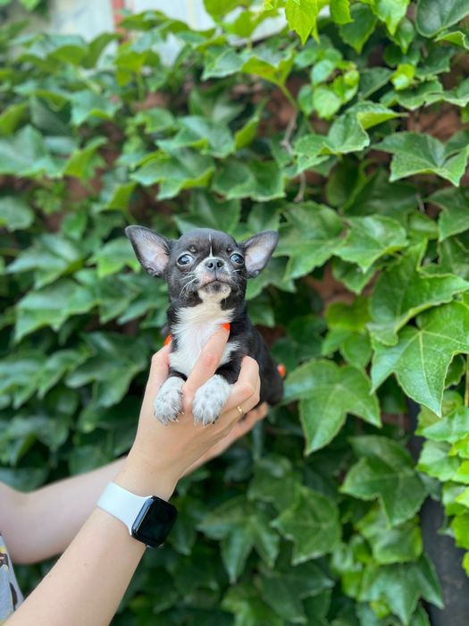 Мальчик чихуахуа 5мес