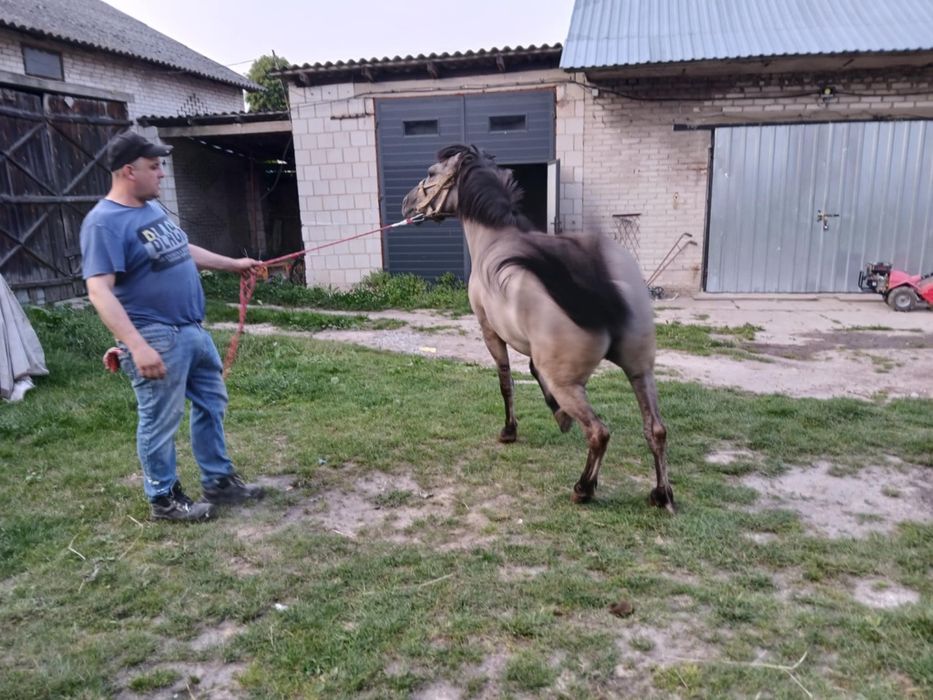 Sprzedam klacz konik polski