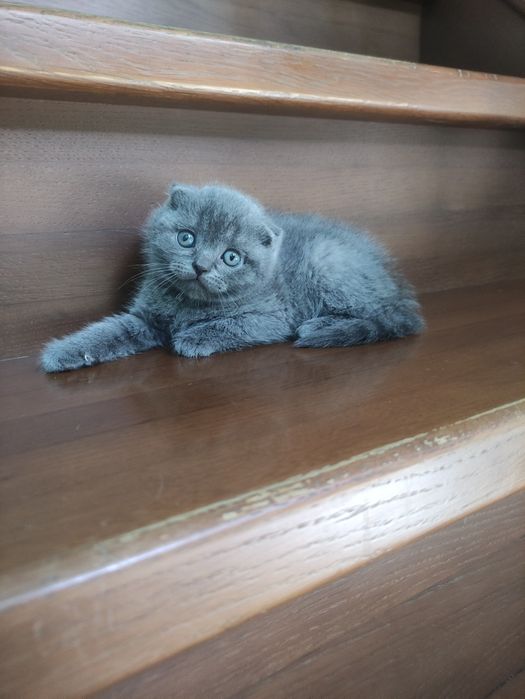 Породные шотландские котята,не вЕслоухие,а действительно вИслоухие!
