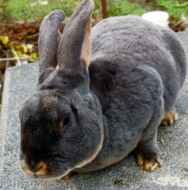 Продаю Кролик Рекс голубой, Новозеландский  Красный, Белый,чорноогнен