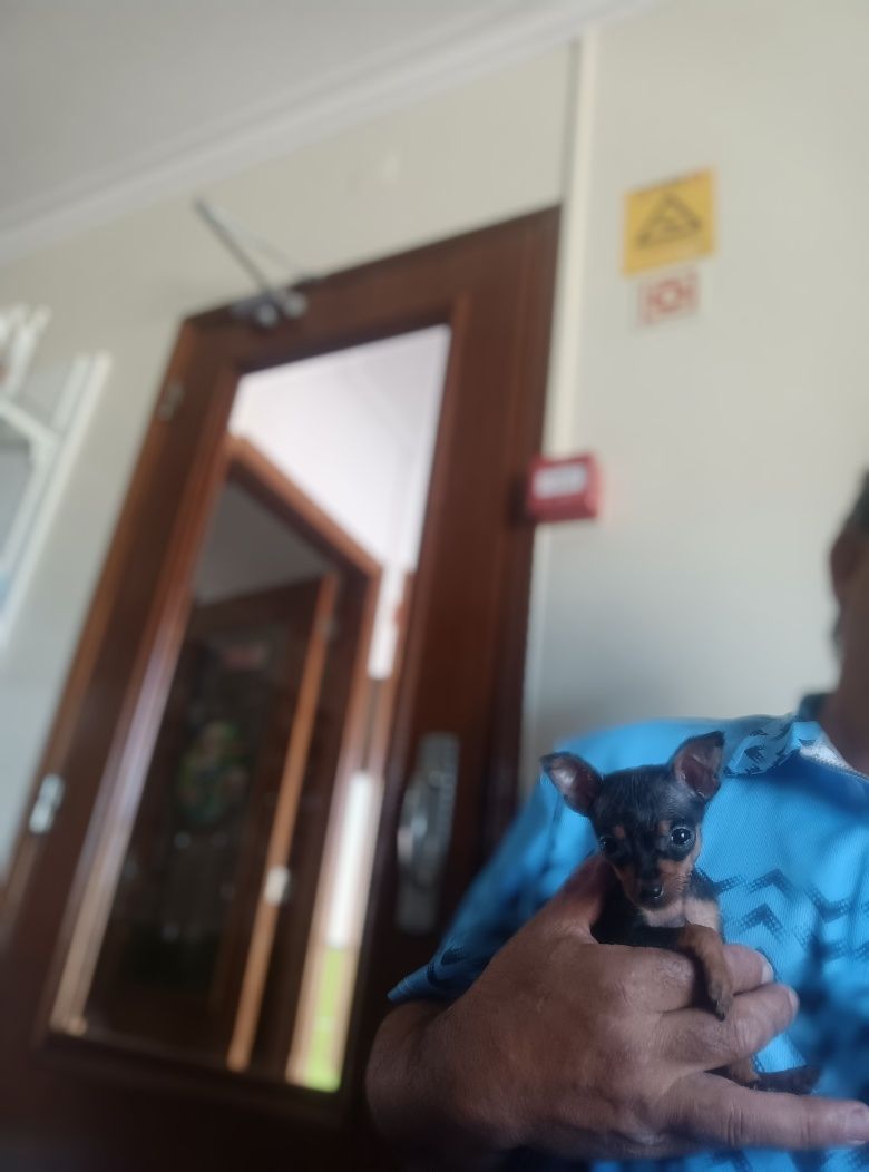 Pequena raça tamanho 0