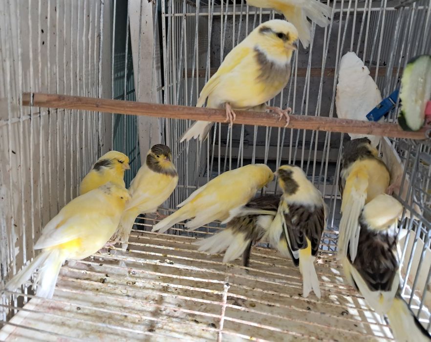 Canários Glosters