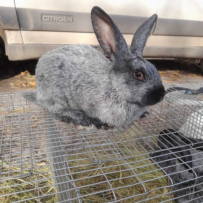 Кролики різних порід