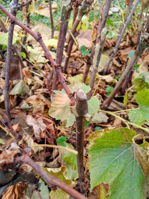 Sadzonki winorośli w doniczkach