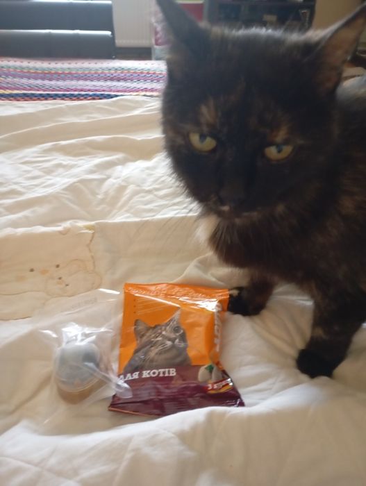 УВАГА! Пропала киця Мурка!!!