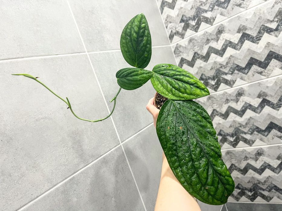 Эпипремнум Marble Planet - комнатное растение