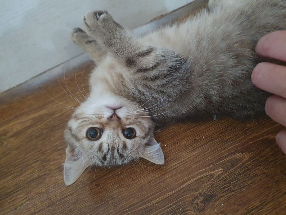 Kotek brytyjski  śliczny