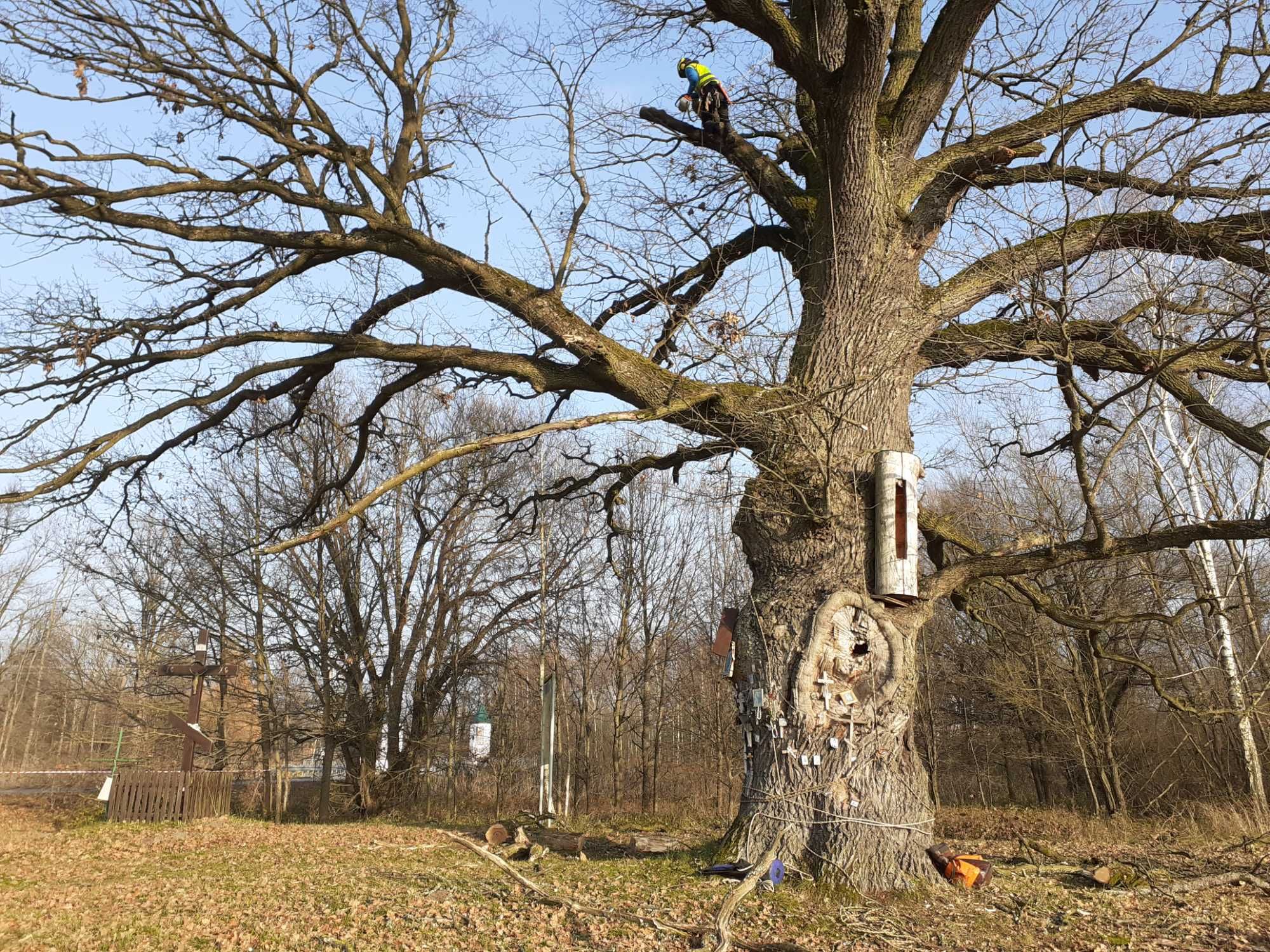 WYCINKA i PIELĘGNACJA DRZEW - dostęp linowy, pielęgnacja ogrodów