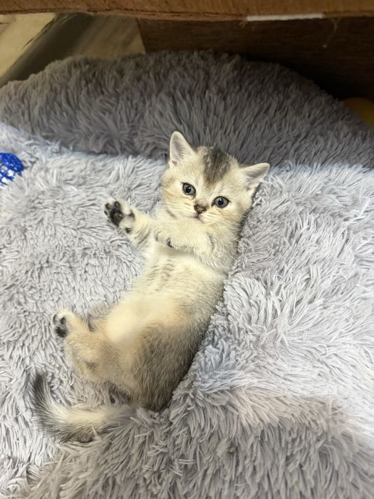 Продам котят скоттиш страйт